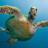User_6333