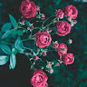 User_8492