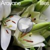 Мұқаба Arovane - Pink Lilies Arovane - Pink Lilies