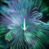 Мұқаба CamelPhat feat. Monolink & Innellea - Shelter CamelPhat feat. Monolink & Innellea - Shelter