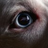 Мұқаба Roger Waters - Shine On You Crazy Diamond Roger Waters - Shine On You Crazy Diamond