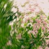 Мұқаба Shallou - A Clearing Shallou - A Clearing