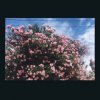 Мұқаба Ceres - Okay Ceres - Okay