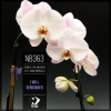 封面 Across the Universe ft. Anna Miracles - I Will Remember (Original mix) Across the Universe ft. Anna Miracles - I Will Remember (Original mix)