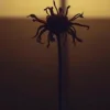 Мұқаба Neytan - Welcome to my mind Neytan - Welcome to my mind