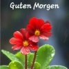 Мұқаба unknown - Guten Morgen guten tag unknown - Guten Morgen guten tag