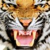 封面 Ottosiderspunk - Crouching Tiger Ottosiderspunk - Crouching Tiger