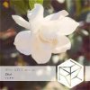 Мұқаба DJ Classbuse & SINKin - Zhizi (Intro Mix) DJ Classbuse & SINKin - Zhizi (Intro Mix)