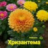 Мұқаба Нейросеть - Хризантема Нейросеть - Хризантема