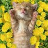 Мұқаба Bronis AI - Уснул мой котёнок Bronis AI - Уснул мой котёнок