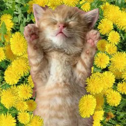 Мұқаба Уснул мой котёнок