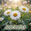 Мұқаба Vasilii CECEGOV & Atom - О, Маргаритка Vasilii CECEGOV & Atom - О, Маргаритка