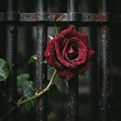 Мұқаба RJ Emerald Fire (Изумрудный огонь) - Prison of Love