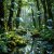 Portada MihaNGro - Magic Forest