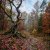 封面 MusicOnlineUA - Autumn, autumn ( English Version)